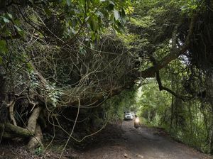 Pemandu Telantarkan Turis di Hutan Habitat Harimau gegara Mobil Mogok Pemandu Telantarkan Turis di Hutan Habitat Harimau gegara Mobil Mogok