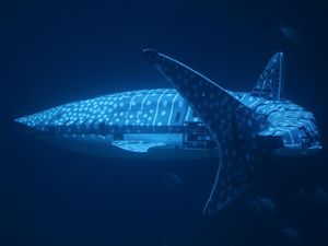 Akuarium China Gunakan Robot Hiu Paus demi Berhemat, Dianggap Tipu-tipu Akuarium China Gunakan Robot Hiu Paus demi Berhemat, Dianggap Tipu-tipu