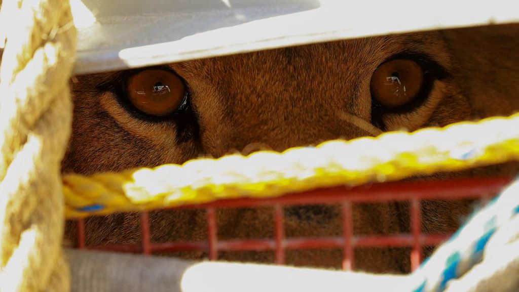 Seekor Singa Liar Ditangkap Gegara Berkeliaran di Pemukiman Warga Seekor Singa Liar Ditangkap Gegara Berkeliaran di Pemukiman Warga