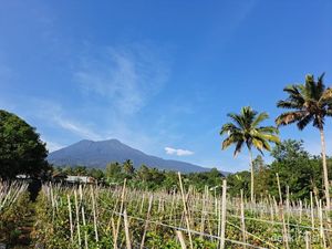 Wisata Pegunungan dengan Pemandangan Kebun Teh di Gunung Dempo