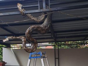 Sanca 5 Meter Pemangsa Ayam di Banyumas Ternyata Ular Peliharaan yang Lepas Sanca 5 Meter Pemangsa Ayam di Banyumas Ternyata Ular Peliharaan yang Lepas