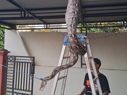Ular Sanca 5 Meter Milik Warga Lepas, Ngumpet Usai Makan Ayam