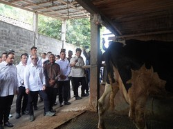 Zulhas Beri Bantuan Cooler-Modal untuk Peternak & Pemerah Susu Lokal