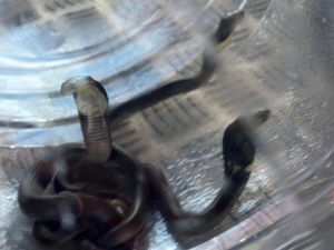 3 Anak Ular Kobra Sempat Berkeliaran di TK Bantul Diduga Cari Sarang