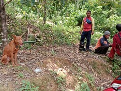 Kades di Trenggalek Manfaatkan Dana Desa untuk Beli 8 Anjing Pemburu