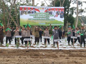 Lahan Seluas 50 Hektare di Babel Ditanami Palawija dan Sayuran