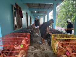63 Anjing yang Sempat Disekap di Banyuwangi Akan Dibawa ke Bogor untuk Adopsi
