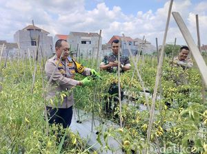 Upaya Ketahanan Pangan di Tengah Keterbatasan Lahan Kota Malang