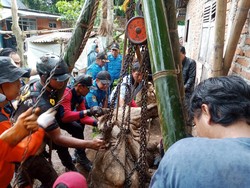 Sapi Bunting Tercebur Sumur Usai Lepas dari Kandang di Banyumas
