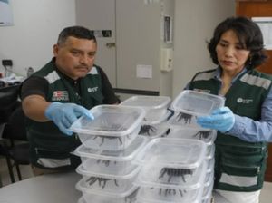 Temuan Ratusan Makhluk Gelap Tersingkap di Pria Perut Bengkak Temuan Ratusan Makhluk Gelap Tersingkap di Pria Perut Bengkak