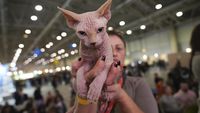 Saat Kucing-kucing Bersaing di Kontes Kecantikan SuperCat Roma