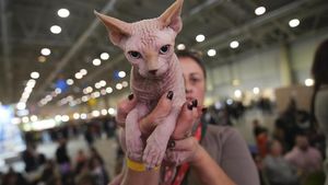 Saat Kucing-kucing Bersaing di Kontes Kecantikan SuperCat Roma