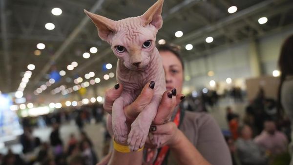 Saat Kucing-kucing Bersaing di Kontes Kecantikan SuperCat Roma