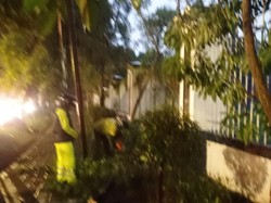 Hendak Jemput Anak, Seorang Ibu di Bogor Tertimpa Dahan Tumbang