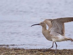 Peringatan Darurat! Burung Pantai Ini Resmi Dinyatakan Punah oleh Ilmuwan