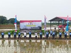 Dukung Program Ketahanan Pangan, TNI AU Tanam Padi di Lahan Lanud Halim