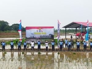 Dukung Program Ketahanan Pangan, TNI AU Tanam Padi di Lahan Lanud Halim Dukung Program Ketahanan Pangan, TNI AU Tanam Padi di Lahan Lanud Halim