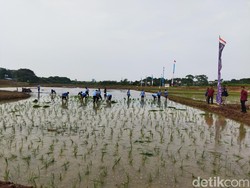 Pemerintah Siapkan Rp 155,5 T Untuk Program Ketahanan Pangan 2025