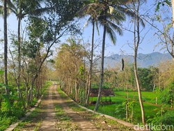 Ulat Jati Bergelantungan di Jalanan Wonogiri Bikin Pemotor Zig-zag