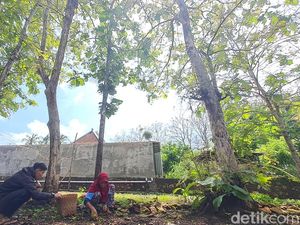 Warga Wonogiri Cuan dari Berburu Ulat Jati, Dijual Online Laku Segini Warga Wonogiri Cuan dari Berburu Ulat Jati, Dijual Online Laku Segini