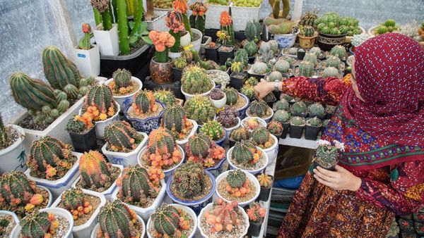 Ada Cuan di Balik Budi Daya Kaktus Hias
