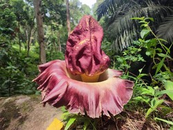 Indahnya Bunga Bangkai yang Mekar di Bukit Sulap Lubuklinggau