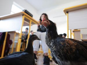 Kala Ayam dan Bebek Bantu Ajarkan Kebaikan Anak-anak di Rumania