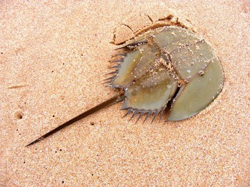 Ternyata Kepiting Jenis Ini Berkerabat dengan Laba-laba, Kok Bisa?