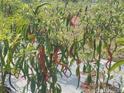 Cerita Petani Cabai Kulon Progo Gratiskan Panen ke Warga gegara Harga Anjlok