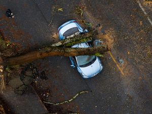 Mobil-mobil di Seattle Ini Ringsek Tertimpa Pohon