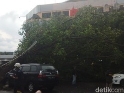 Brakk! Pohon Beringin 25 Meter di Parkiran Klatos Ambruk Timpa 4 Mobil