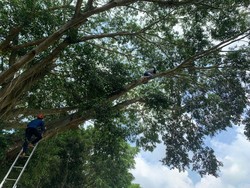 2 Siswa Temanggung Panjat Pohon 20 Meter Lalu Tak Bisa Turun, Begini Endingnya