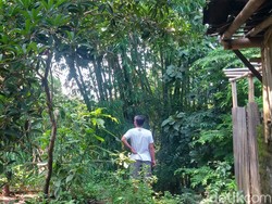 Monyet Muncul di Desa Kunden-Ngawen Klaten, Damkar Turun Tangan