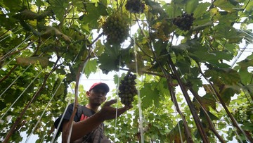 Wisata Petik Anggur di Kebun Rumah Kaca Klaten