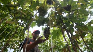 Wisata Petik Anggur di Kebun Rumah Kaca Klaten