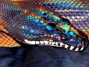 9 Fakta Ular Pelangi, Benarkah Satu-satunya Jenis Ular Jinak-Tidak Berbisa?