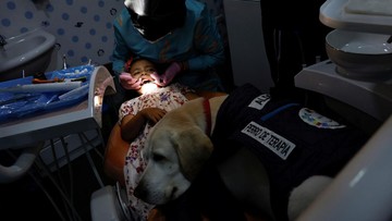 Anjing Sahabat Anak di Klinik Gigi: Pengalaman Menyenangkan Anjing Sahabat Anak di Klinik Gigi: Pengalaman Menyenangkan