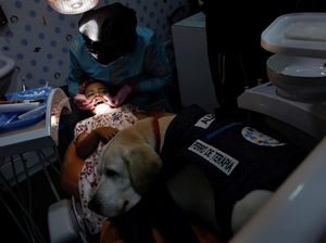 Aksi Gemas Anjing Ramah Anak di Klinik Gigi Aksi Gemas Anjing Ramah Anak di Klinik Gigi