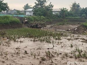 Lahan Persawahan Rusak Akibat Tanggul Sungai Cisunggalah Jebol