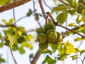 Petaka dari Buah Paling Berbahaya di Dunia Petaka dari Buah Paling Berbahaya di Dunia