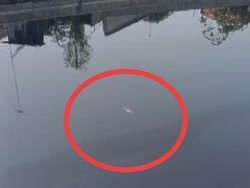 Viral Buaya Muncul Lagi di Kali Loji Pekalongan, Damkar Cek ke Lokasi