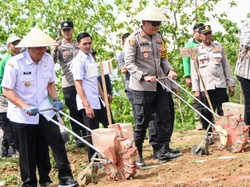 Polres Bondowoso Bersama Forkopimda Tanam Jagung di Lahan Kritis