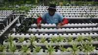 Potret Petani Hidroponik di Kedoya