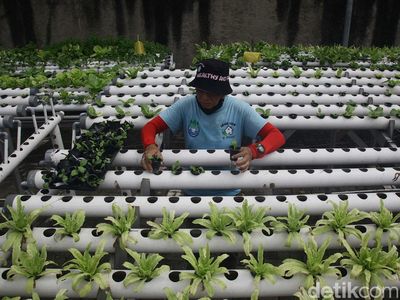 Potret Petani Hidroponik di Kedoya