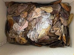 Daun Kering Asal RI Tembus Pasar Inggris, Dipakai buat Apa?