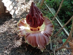 Bunga Bangkai Suweg Tumbuh di Samping Kandang Kambing Indramayu