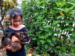 7 Tips Memilih Kucing yang Ideal untuk Peliharaan di Rumah