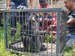 Monyet Keliaran di Ngawen Ternyata Lutung, Kini Dievakuasi Damkar
