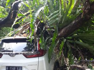 Pohon Tumbang Timpa Mobil-Motor di Bogor, 8 Orang Terluka Pohon Tumbang Timpa Mobil-Motor di Bogor, 8 Orang Terluka