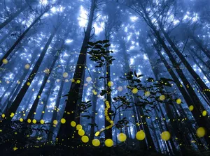 Jawara Kontes Foto Landscape yang Bikin Terpesona, Ada dari Indonesia!